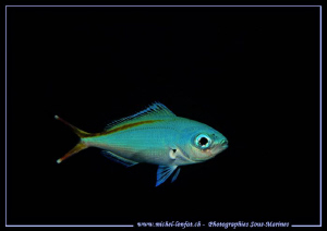 A "Fusilier" in the waters of the Red Sea... Que du bonhe... by Michel Lonfat 
